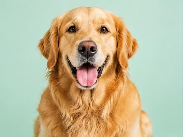 Cães